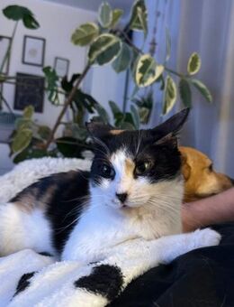 Sarah, verschmuste Herzensdame, ca. 5 Ja - Vaterstetten