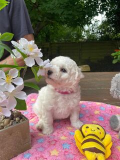 Bichon frise' von den weissen Bärchen - Welpen aus erfolgreicher Wiederholungsverpaarung