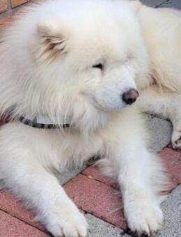 Samojedenrüde Eyk - Kierspe