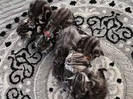 Reinrassige Whiskas BKH Kitten in Black Silver Tabby Classic - Iffezheim