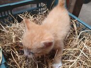 Katzenbabys - Aurich