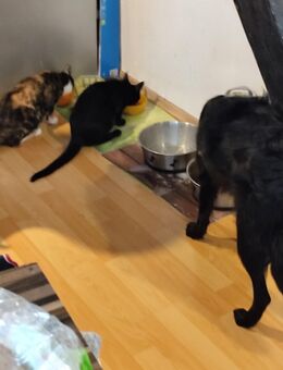 2 Kätzchen Weibchen - Wiesloch