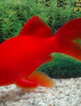 Goldfisch Komet tiefrot - Hohenroth