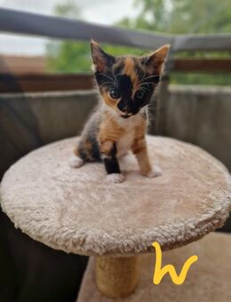 Kitten suchen ihr Für-Immer-Zuhause - Hamm