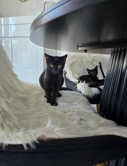 BKH Mischlinge/Katzen/Katzenbabys - Kornwestheim
