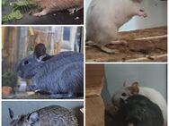 junge bunte verschiedenfarbige Degus Degu - Neustadt (Sachsen) Hohwald