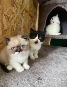 Kittenbabys - Tarmstedt