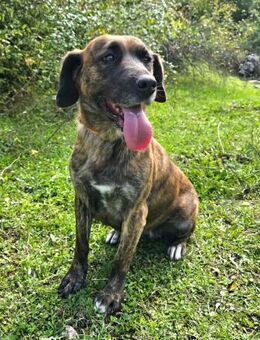 Gestromte Lokica - Ellerbek