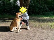 Labrador-Shiba-Inu-Mix (1 Jahr, Rüde) sucht liebevolles Zuhause - Kassel Fasanenhof