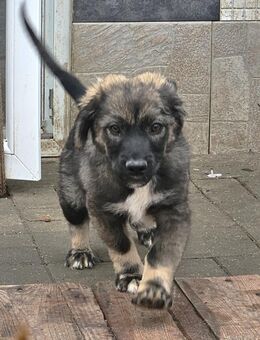 Welpenbub Grand 🤎 - Laufen