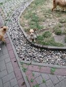 Hunde Welpe in 17129