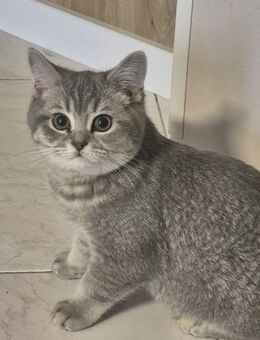 🐾 Zwei süße BKH-Kätzchen suchen ein liebevolles Zuhause 🏡 - Borken