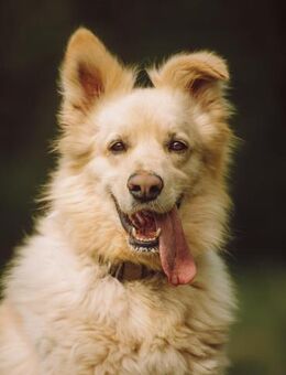 Toller Mix Rüde namens Bruno - Augsburg