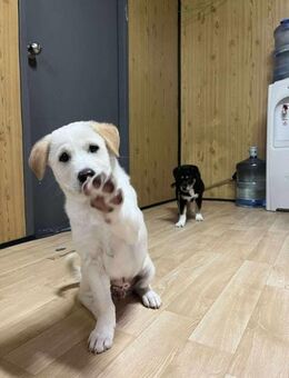 Süßer Jjanggu sucht Zuhause oder PS ♥ - Ebstorf (Klosterflecken)