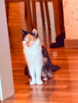 Bella Persian katze - Köln