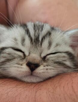 Letztes Kitten Abgabebereit ღ Reinrassige Britisch Kurzhaar BKH Black Silver Tabby Classic Whiskas - Karlstadt
