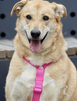 Lucy, sanft und freundlich - Süderholz