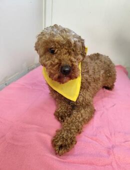 LJUBICKA - Scheu gegen Liebe tauschen - Overath