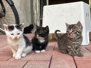 2 gesunde, süße Kitten - Hameln