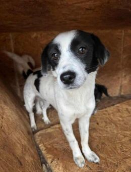 Kensi- bald auf PS in 86637 - Nürnberg