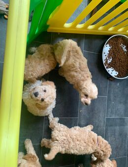 Cavapoo-Welpen suchen ihr Glück. - Dinslaken