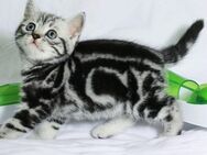 BKH Kitten Kätzchen Reinrassige - Wuppertal