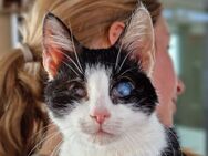 Lizy-unglaublich menschenbezogene Katze - Rösrath