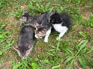 Kitten abzugeben - Freudenstadt