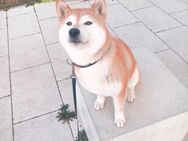 Shiba Inu - Offenbach (Main)