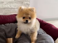 Pomeranian Boo - Rödermark