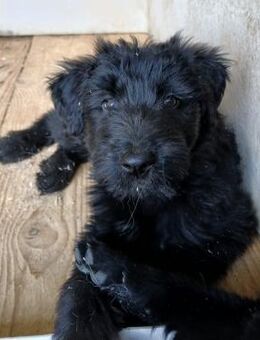 ❤️ Schwarze Perle Cinder ❤️ - Eislingen (Fils)