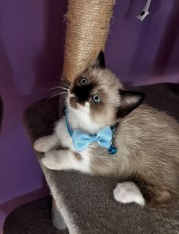 RAGDOLL-BKH-Kitten - Brieselang