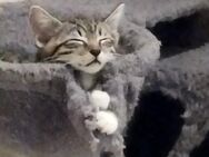 Hauskatzen kitten - Windeck