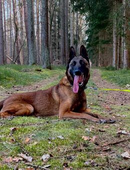 Malinois Hündin - Ingolstadt