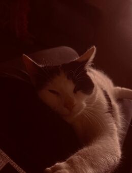 Wunderbare Katze abzugeben - Hürtgenwald