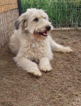 Kalle 56 cm - Alpenrod