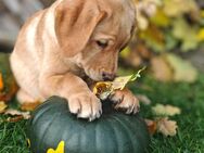 Labrador Welpen gelb/foxred - Burow