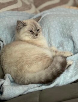 Reinrassige BKH Point - Gelsenkirchen