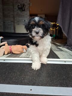 Havaneser Shihtzu Welpen suchen verantwortungsbewusste Familien