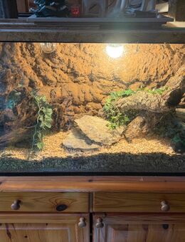 Kornnatter, ca. 6 Jahre alt - Mitwitz