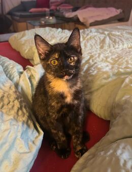 Katzen. Kitten zu vermitteln - Mosbach Zentrum
