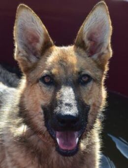 Mandy - freundlich verschmuste Hündin - Lohmar