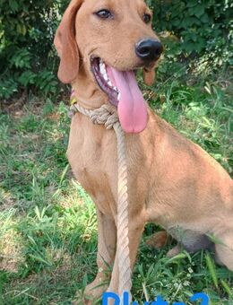 Pluto2 sportlich und verspielt 10/24 GRC - Ruppertsecken