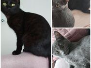 Heilige Birma/BKH MIX Kitten, noch 1 Kater & 1 Katze