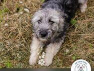 Mocha: Hundekind sucht ein Zuhause - Kirchzell