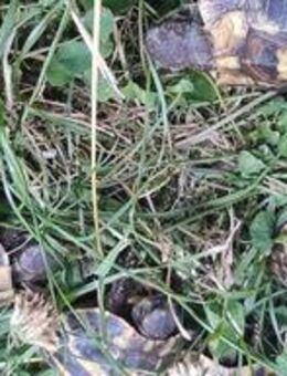 Nachzuchten griechischer Landschildkröten (Thh) aus 2024 abzugeben - Billigheim