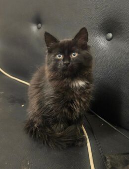 Süsser Kater - Völklingen