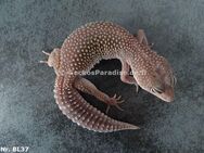 adulte zuchtreife Weibchen Leopardgecko Midnight Blizzard Mack Super Snow Raptor Pied - Berlin