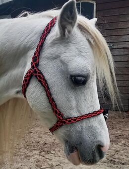 Mini Shetty - Welsh A Halfter Handmade Unikat - Moormerland