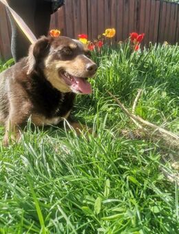 Bambi sucht ihre Menschen - Schwerte (Hansestadt an der Ruhr)